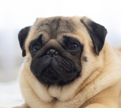 Mopsz Kutya